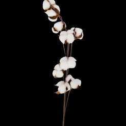 Branche de coton | Action FR